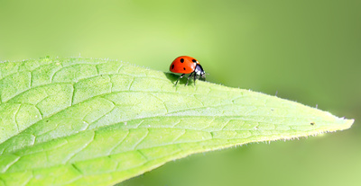 Marienkäfer auf Blatt