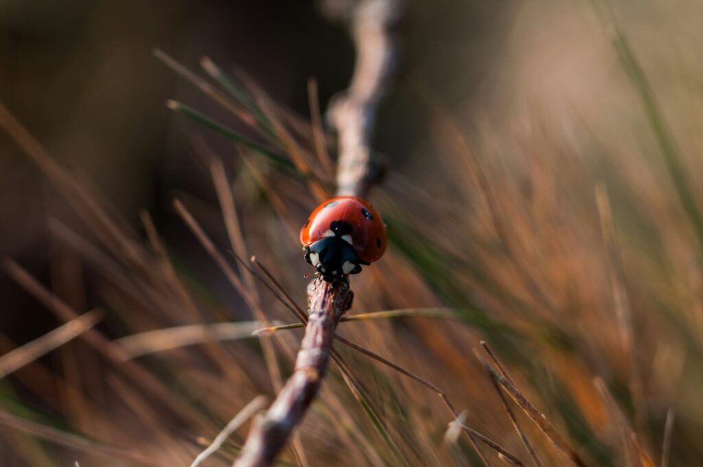 Marienkäfer im Garten